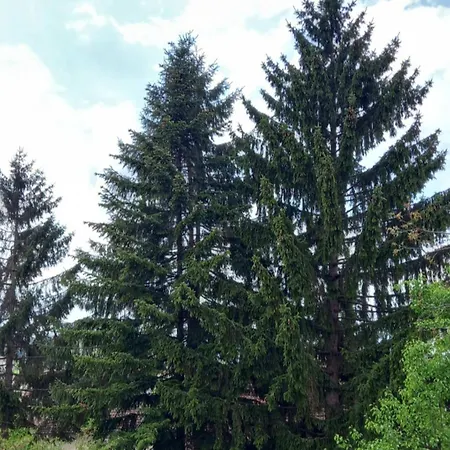Asa